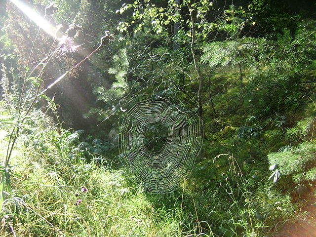 spiders web